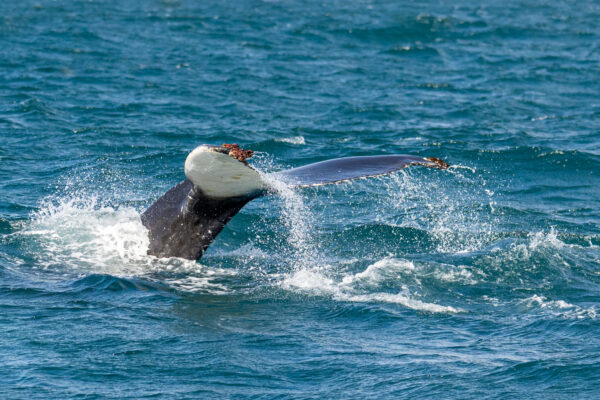 Whale watching Iceland