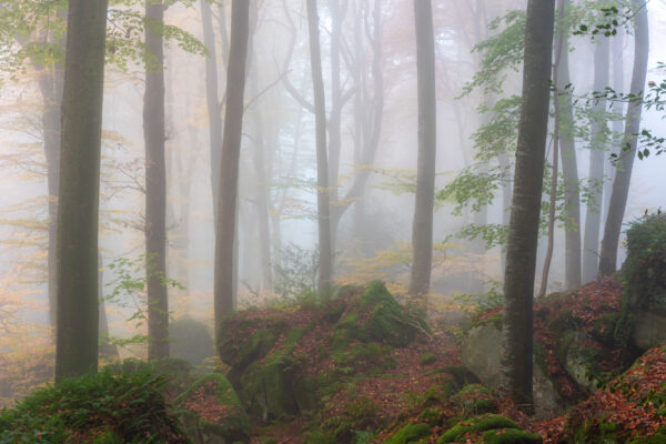 Fotoreis Mullerthal Luxemburg-45