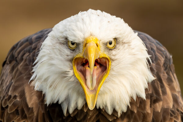 Workshop Vogelfotografie - Avontuurlijke Fotoreizen 01