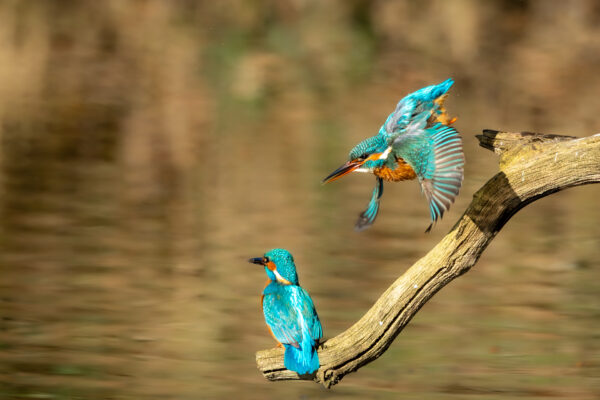 Workshop Vogelfotografie - Avontuurlijke Fotoreizen 02