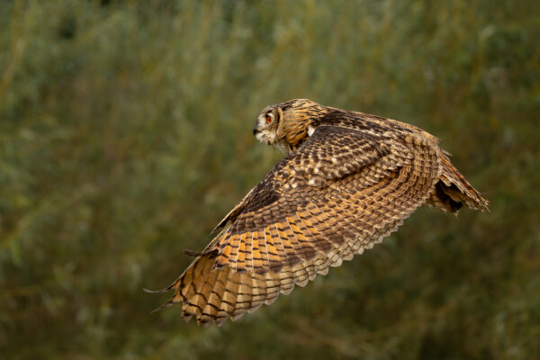 Workshop Vogelfotografie - Avontuurlijke Fotoreizen 04