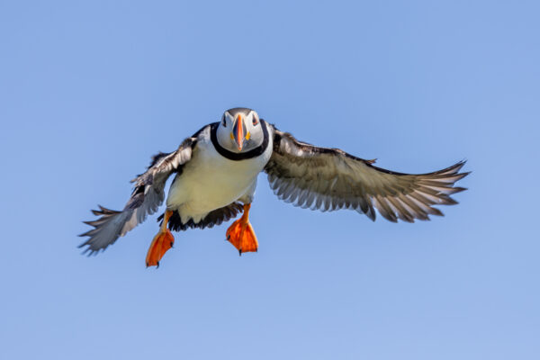 Workshop Vogelfotografie - Avontuurlijke Fotoreizen 05