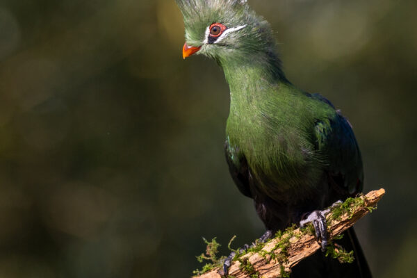 De-Valk-Roofvogels-35