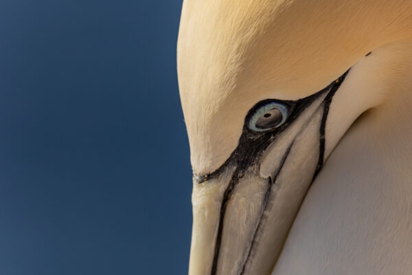 Jan-van-Genten-Helgoland-10