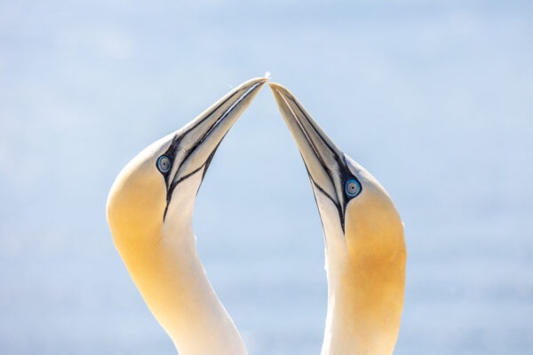 Jan-van-Genten-Helgoland-20