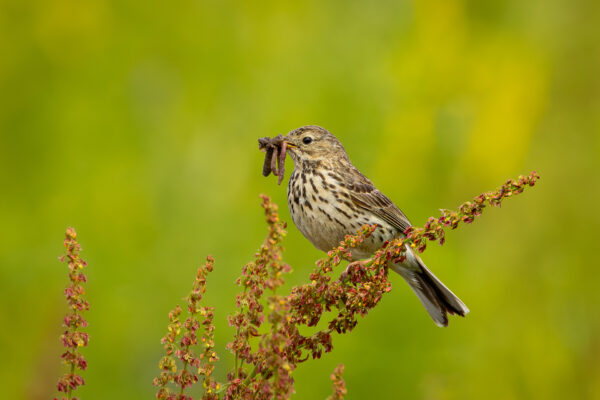 Vogels-Eexterveld-14