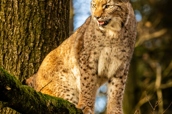 Lynx - Workshop wildlife fotografie