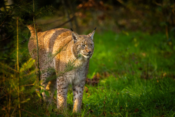 Lynx - Workshop wildlife fotografie