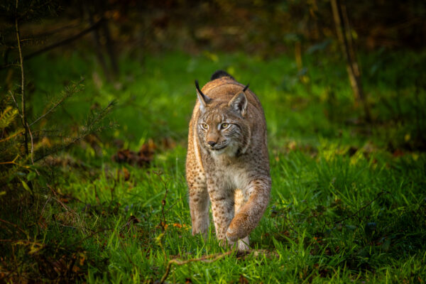 Lynx - Workshop wildlife fotografie