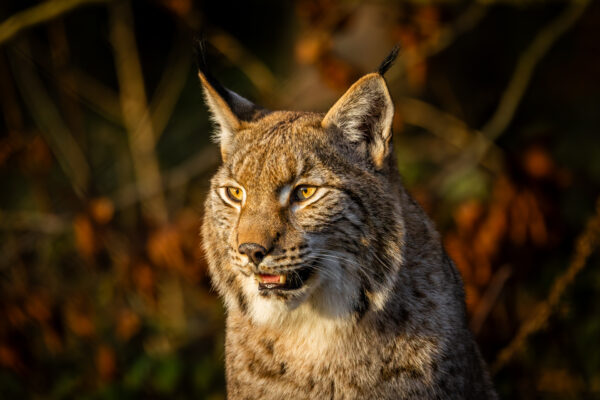 Lynx - Workshop wildlife fotografie