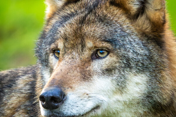 Wolf - Workshop wildlife fotografie