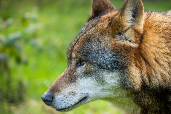 Wolf - Workshop wildlife fotografie