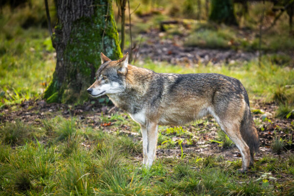 Wolf - Workshop wildlife fotografie