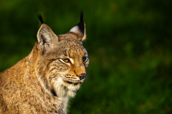 Lynx - Workshop wildlife fotografie