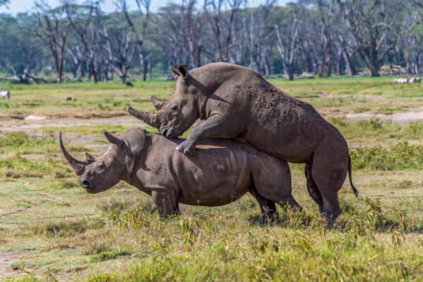 Fotoreis Kenia - Wildlife-12