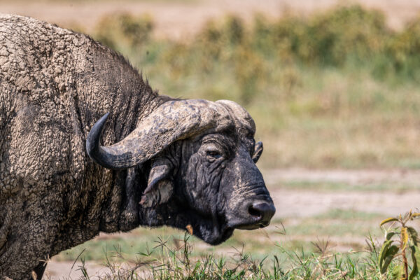 Fotoreis Kenia - Wildlife-17