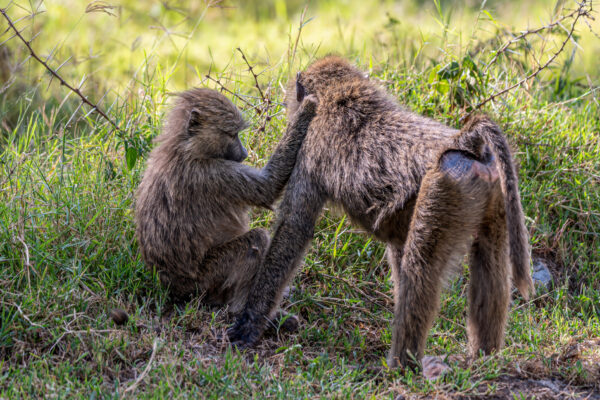 Fotoreis Kenia - Wildlife-19