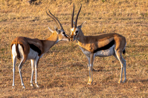 Fotoreis Kenia - Wildlife-25