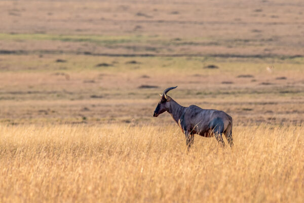 Fotoreis Kenia - Wildlife-26