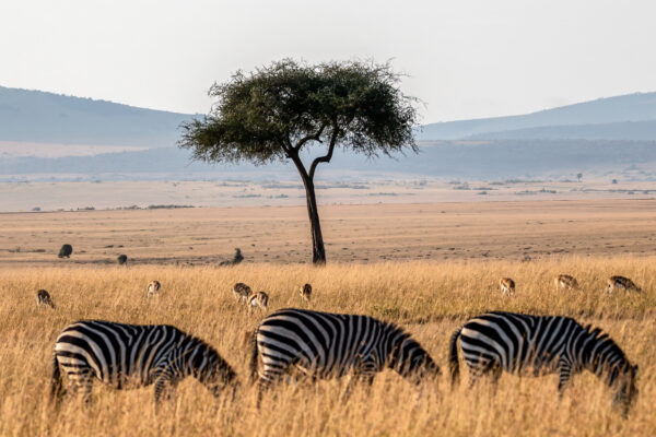 Fotoreis Kenia - Wildlife-27