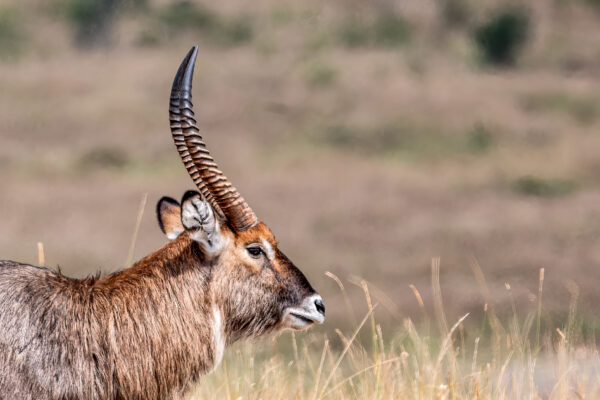 Fotoreis Kenia - Wildlife-28