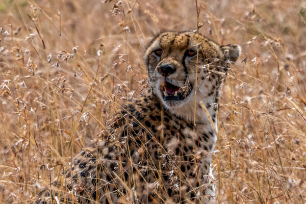 Fotoreis Kenia - Wildlife-29