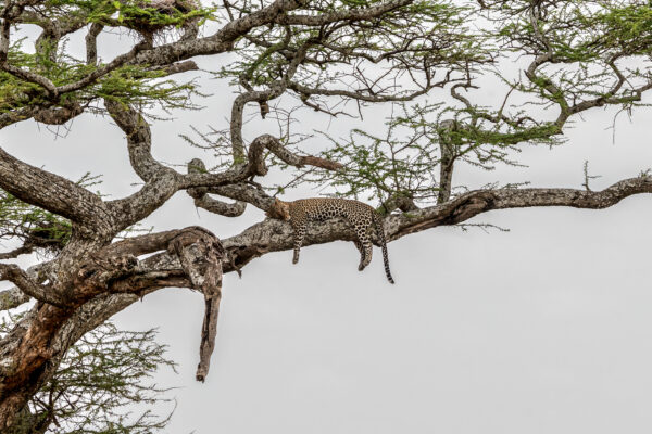 Fotoreis Kenia - Wildlife-32