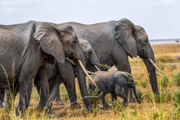 Fotoreis Kenia - Wildlife-36