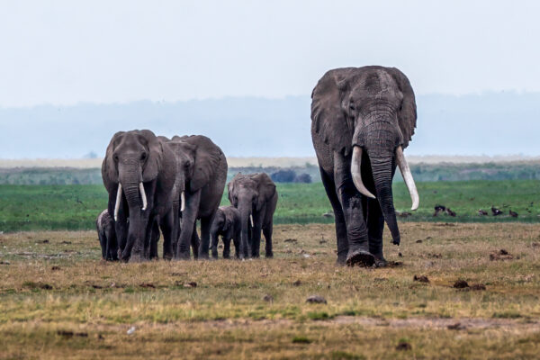 Fotoreis Kenia - Wildlife-39