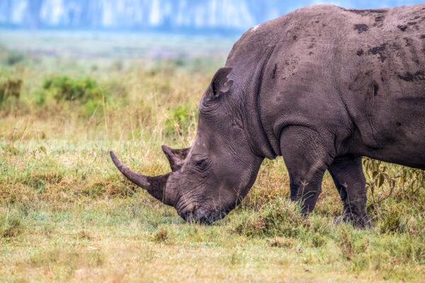 Fotoreis Kenia - Wildlife-44