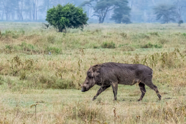 Fotoreis Kenia - Wildlife-45