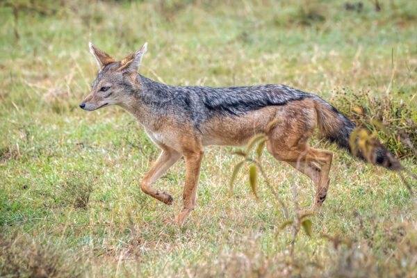 Fotoreis Kenia - Wildlife-46