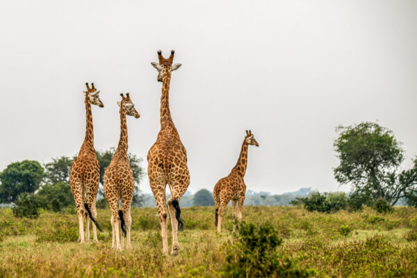 Fotoreis Kenia - Wildlife-47