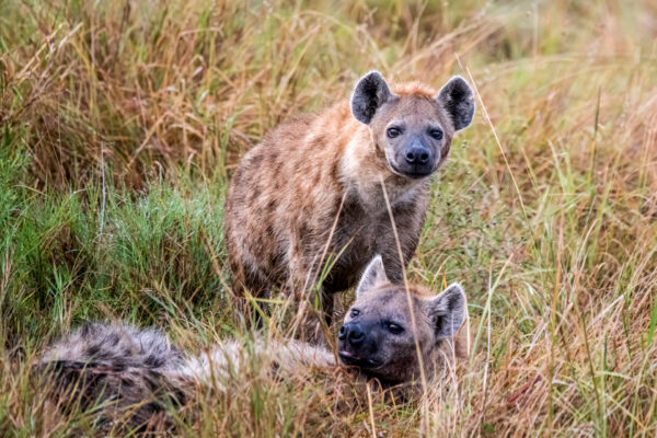 Fotoreis Kenia - Wildlife-52