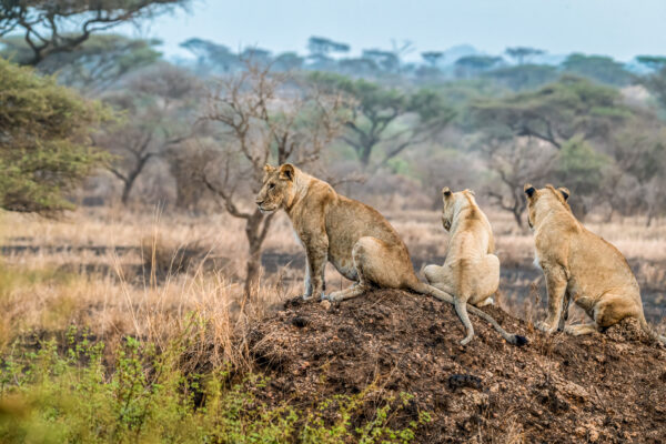 Fotoreis Kenia - Wildlife