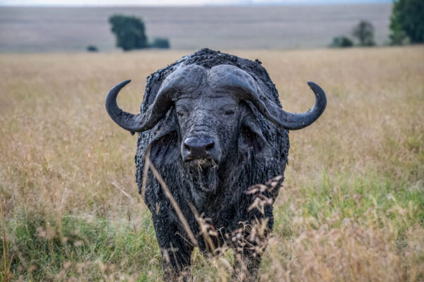 Fotoreis Kenia - Wildlife-63