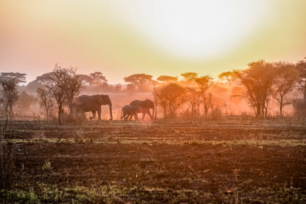 Fotoreis Kenia - Wildlife-64