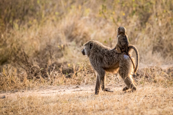 Fotoreis Kenia - Wildlife-71