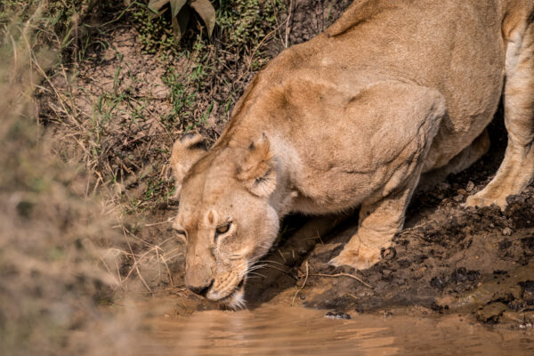 Fotoreis Kenia - Wildlife-74