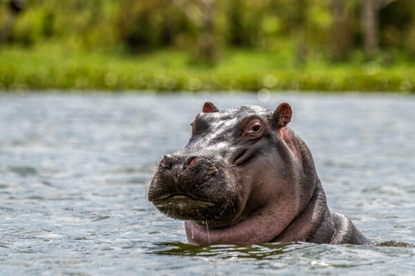 Fotoreis Kenia - Wildlife-78