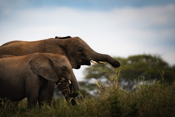 Elephant and its baby eating calmly in the Serengeti National Park in Tanzania. Wildlife shooting in a Safari.