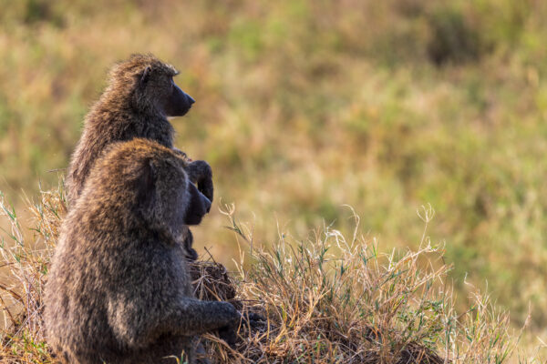 Close-up of two Olive Baboons -Papio Anubis- sitting on a hill in the Serengeti, Tanzania