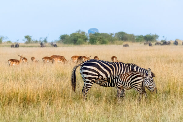 Fotoweekend Tanzania - Avontuurlijke Fotoreizen-25