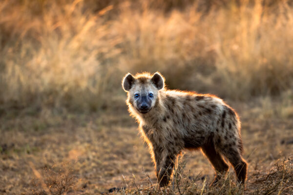 Young hyena in morning light