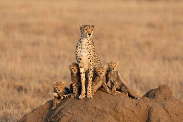 Cheetah mother with her four tiny babies sitting on a large termite mound in the Serengeti National Park Tanzania