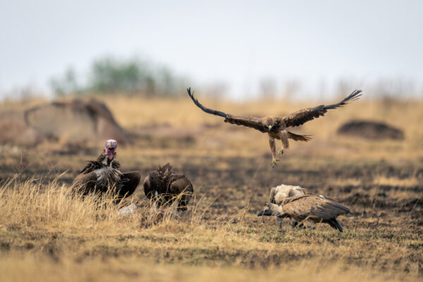 Tawny eagle flies over vultures with kill