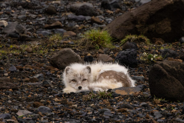 Artic Fox IJsland-8