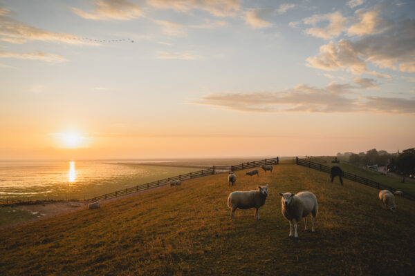Fotoweekend Friese Wad-4