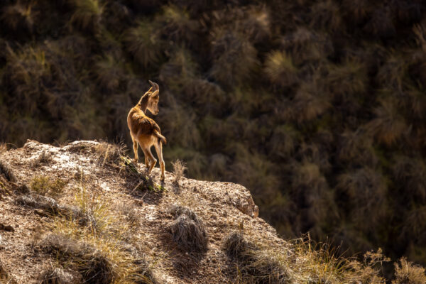 Gorafe Dessert en omgeving, Andalusie-12