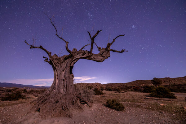 Oude bomen Western setting Tabernas - Fotoreis Andalusie-8